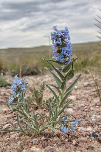 Penstemon angustifolius Nutt. ex Pursh