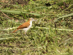 Furnarius leucopus cinnamomeus