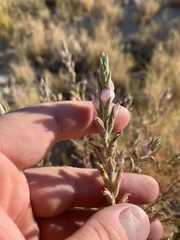 Chloropyron tecopense