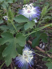 Passiflora arizonica