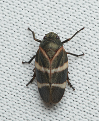 Aeneolamia albofasciata