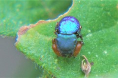 Sassacus alboguttatus