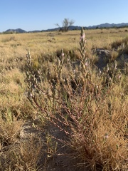 Chloropyron tecopense