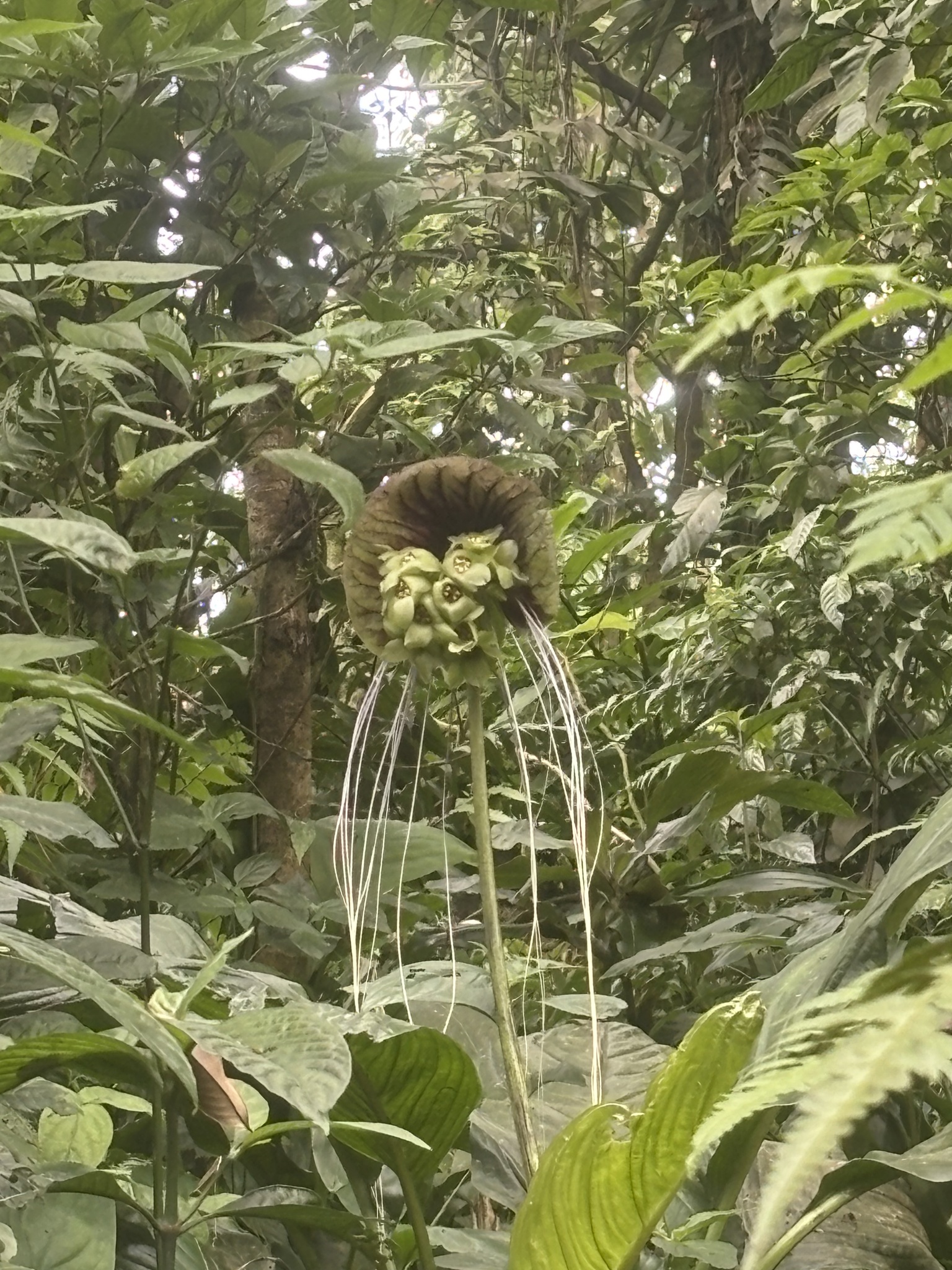 Tacca subflabellata (Tacca subflabellata)