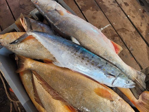 Serra Spanish mackerel (Scomberomorus brasiliensis) — Scombridae — 3