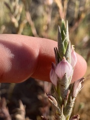 Chloropyron tecopense