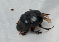 Dichotomius colonicus