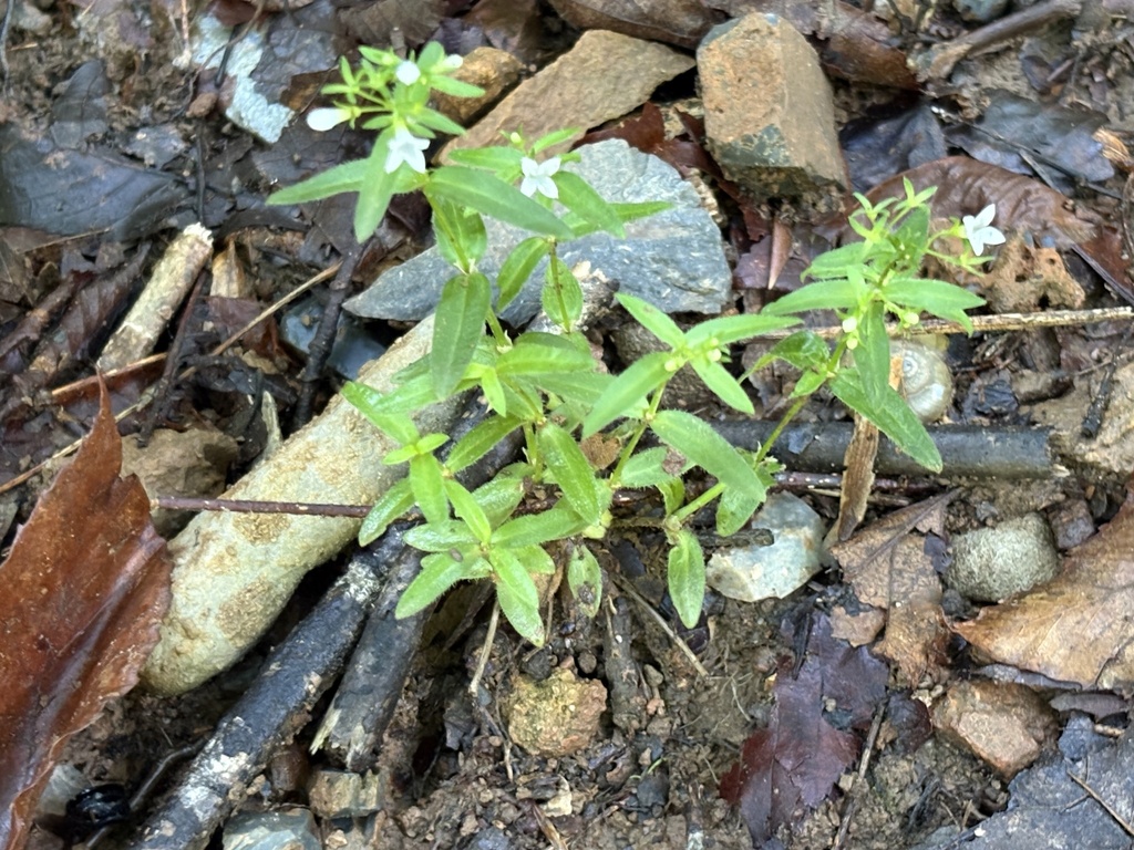 flowering bluets from Rock Island State Park, Walling, TN, US on May 17 ...