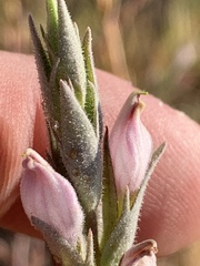 Chloropyron tecopense