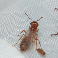 Solenopsis amblychila