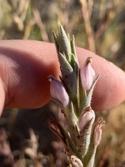 Chloropyron tecopense