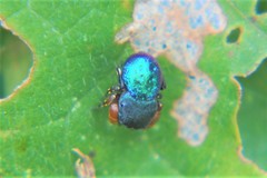 Sassacus alboguttatus