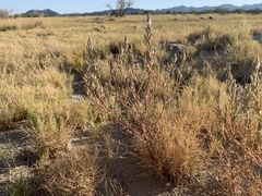 Chloropyron tecopense