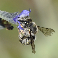 Anthidium maculosum