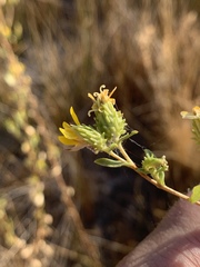 Grindelia fraxinipratensis
