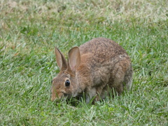 Sylvilagus floridanus