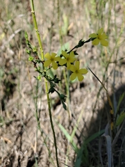 Linum sulcatum