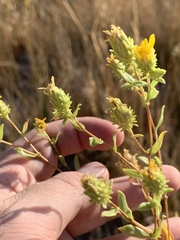 Grindelia fraxinipratensis