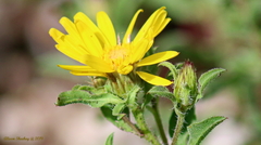 Heterotheca paniculata