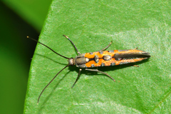 Heliodinidae