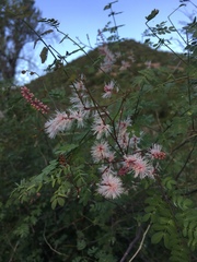 Mimosa distachya