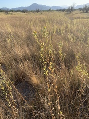 Grindelia fraxinipratensis