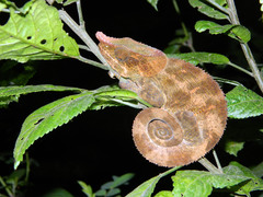 Calumma crypticum