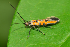 Heliodinidae
