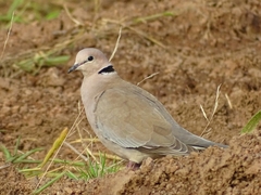 Streptopelia vinacea