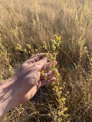 Grindelia fraxinipratensis