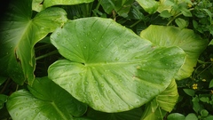 Homalomena philippinensis