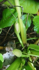 Homalomena philippinensis