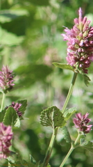 Agastache pallidiflora