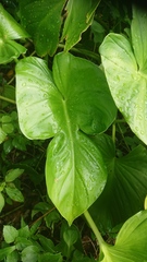 Homalomena philippinensis