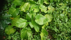 Homalomena philippinensis