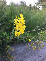 Echinopterys eglandulosa