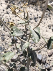 Mentzelia leucophylla