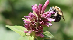 Anthophora montana