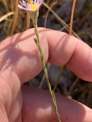 Almutaster pauciflorus