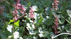 Heuchera pulchella