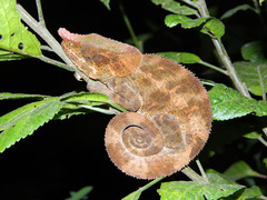 Calumma crypticum