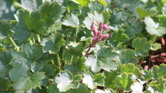 Heuchera pulchella