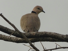 Streptopelia vinacea