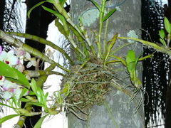 Dendrobium