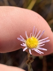 Almutaster pauciflorus