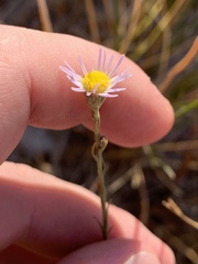 Almutaster pauciflorus