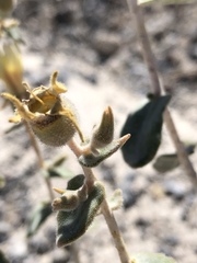 Mentzelia leucophylla