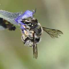 Anthidium maculosum