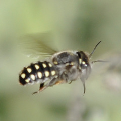 Anthidium maculosum