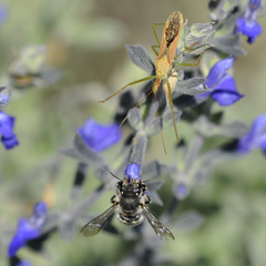 Anthidium maculosum